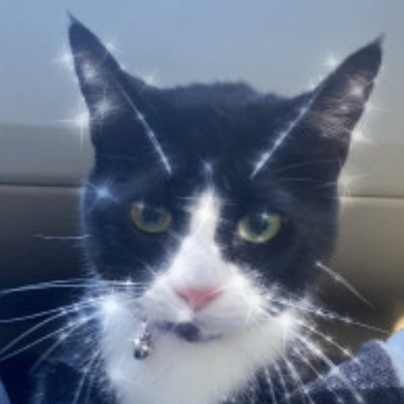 glittercattime